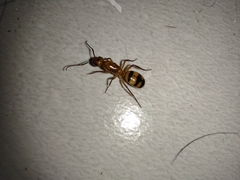 Camponotus conspicuus