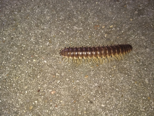 Pachydesmus crassicutis