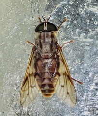 Tabanus equalis