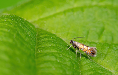 Phyllonorycter lautella