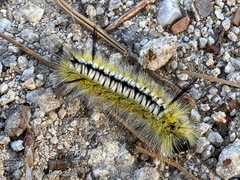 Lophocampa mixta