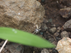 Stenaelurillus marusiki