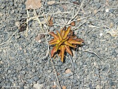 Convolvulus lopezsocasii