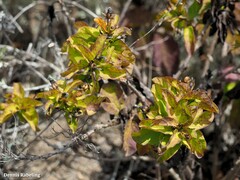 Convolvulus lopezsocasii