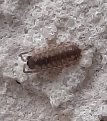 Porcellio spinicornis