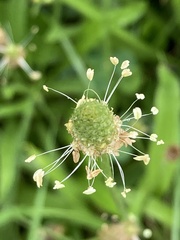 Plantago lanceolata