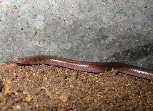 Rena humilis