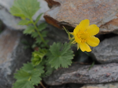 Geum reptans