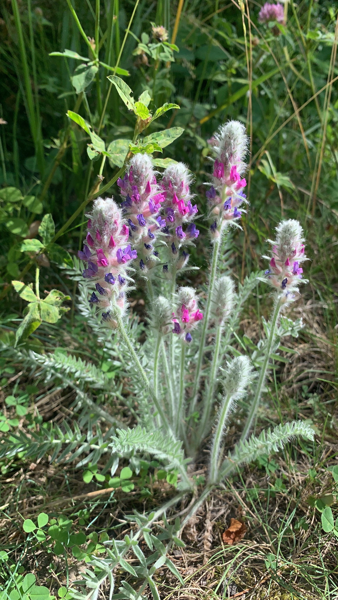 Oxytropis splendens