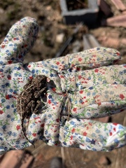 Agama aculeata distanti