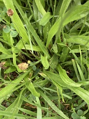 Plantago lanceolata