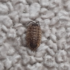 Porcellio spinicornis