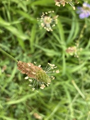 Plantago lanceolata