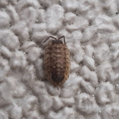 Porcellio spinicornis