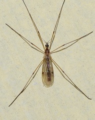 Teucholabis complexa