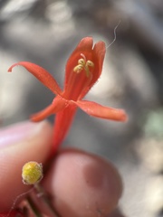Penstemon rostriflorus