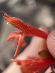 Penstemon rostriflorus