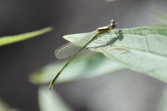 Coenagrionidae