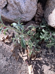 Penstemon rostriflorus