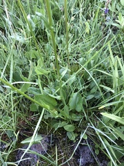 Packera dimorphophylla