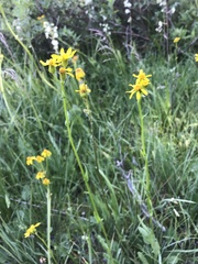 Packera dimorphophylla