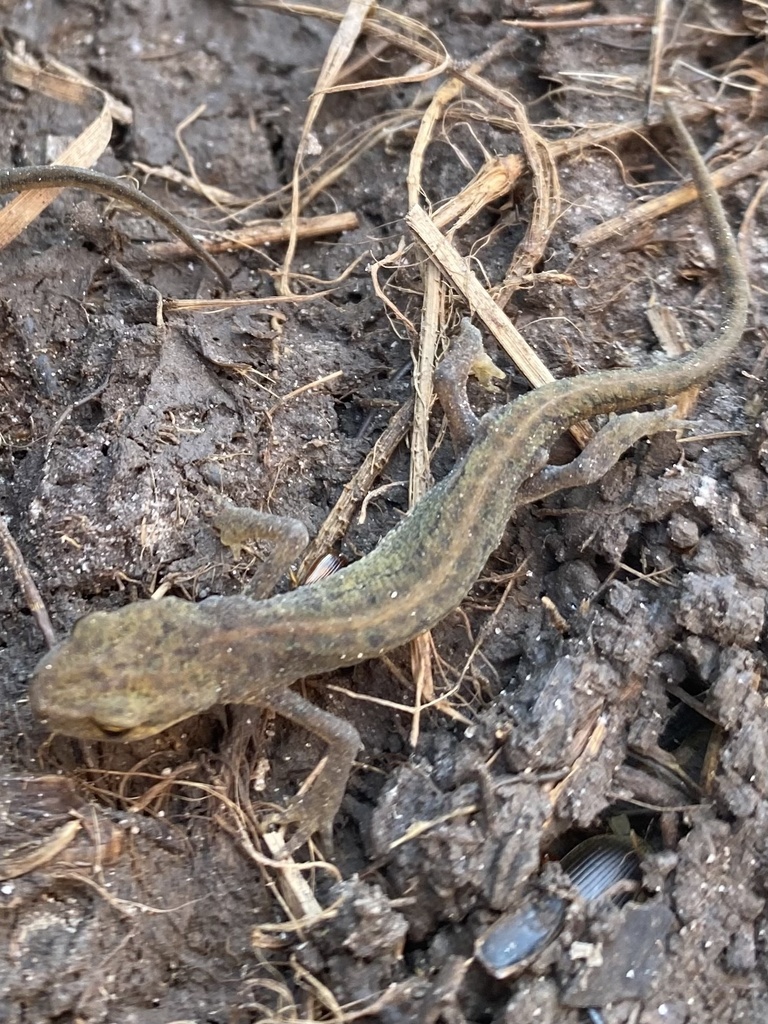 Palmate Newt from Chobham Common National Nature Reserve, Woking ...