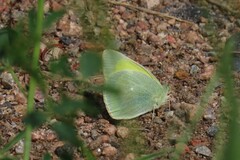 Colias alexandra