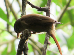 Anabacerthia