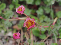 Ranunculus glacialis