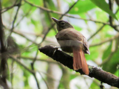 Anabacerthia