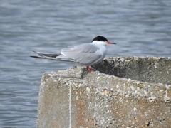 Sterna hirundo