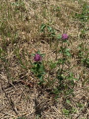 Trifolium pratense