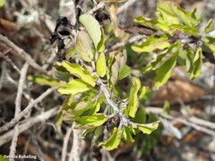 Convolvulus lopezsocasii