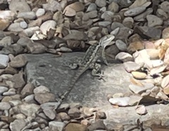 Sceloporus olivaceus