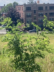 Robinia pseudoacacia