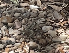 Sceloporus olivaceus