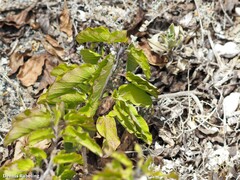 Convolvulus lopezsocasii