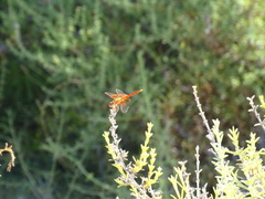Trithemis kirbyi