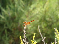Trithemis kirbyi