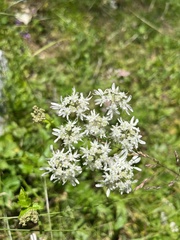 Heracleum austriacum