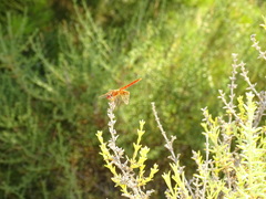 Trithemis kirbyi
