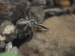 Stenaelurillus marusiki