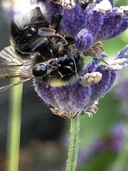 Nemopoda