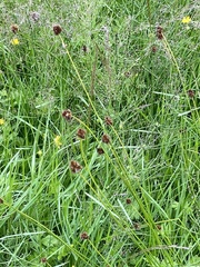 Carex macloviana