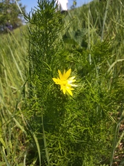 Adonis vernalis
