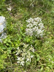 Heracleum austriacum