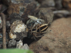 Stenaelurillus marusiki