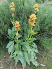 Gentiana lutea aurantiaca