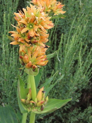 Gentiana lutea aurantiaca