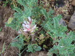 Astragalus sempervirens